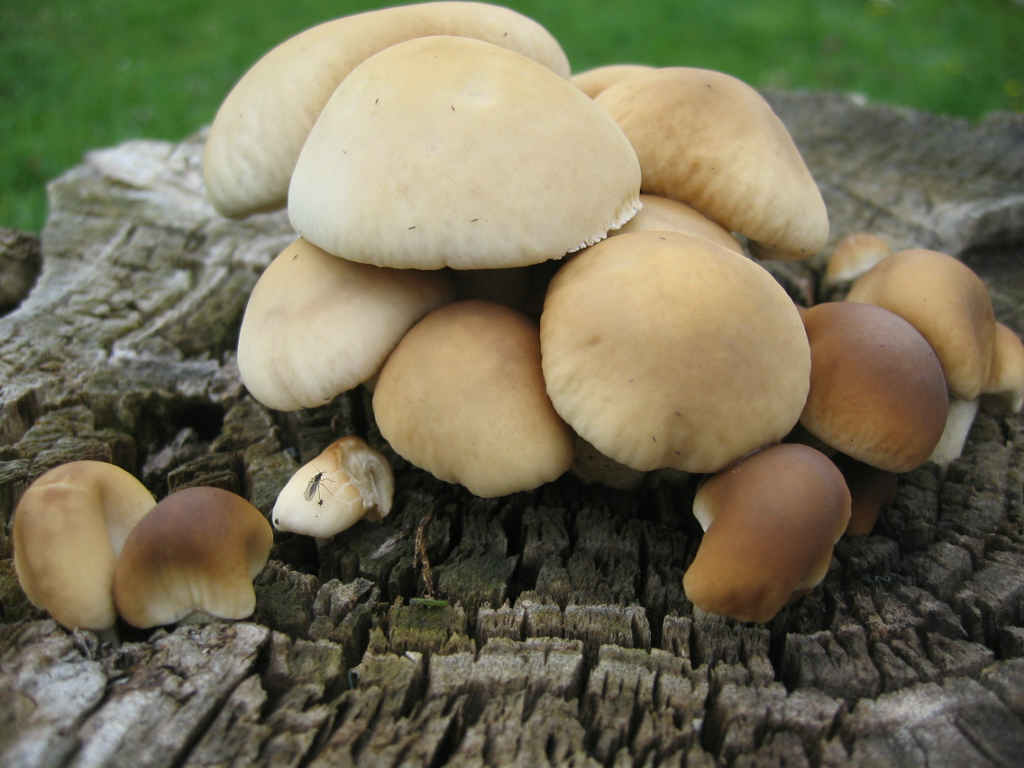 I Funghi primaverili: Agrocybe aegerita